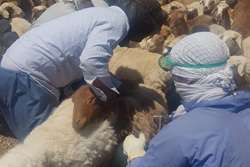 12000 راس واکسیناسیون تب مالت گوسفندی در گناباد